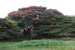 Spathodea campanulata